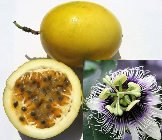 Yellow Passion Fruit Vine Seeds