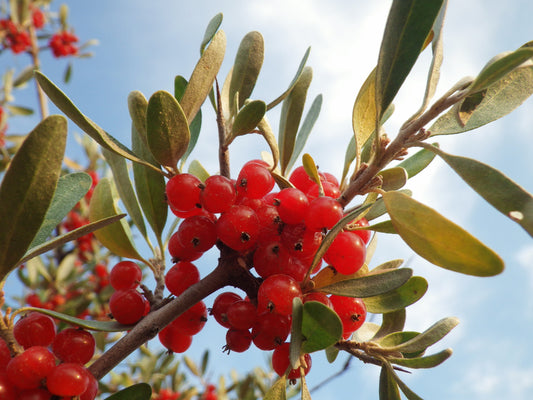 Silver Buffaloberry Fruit Seeds