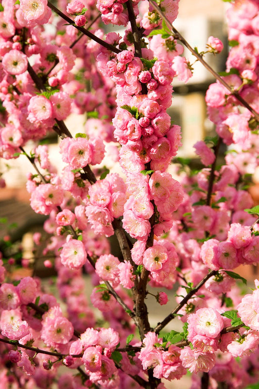 Flowering Almond Seeds