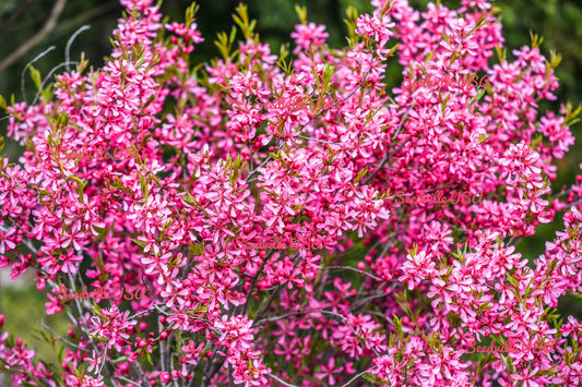 Dwarf Russian Almond Shrub Seeds