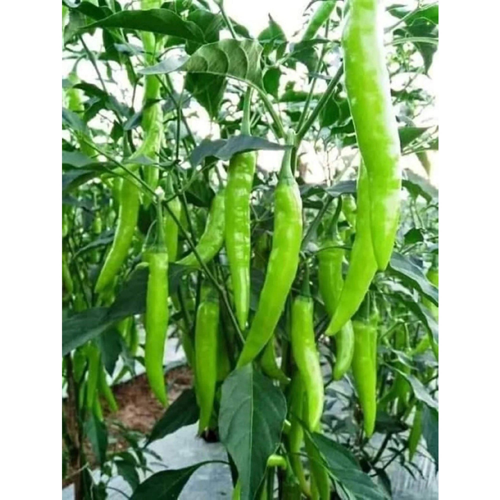 CHILLI SEEDS HOT JWALA PARIKSHA HYBRID - Premium Seeds for Successful Planting, High-Yield & Spicy Harvest