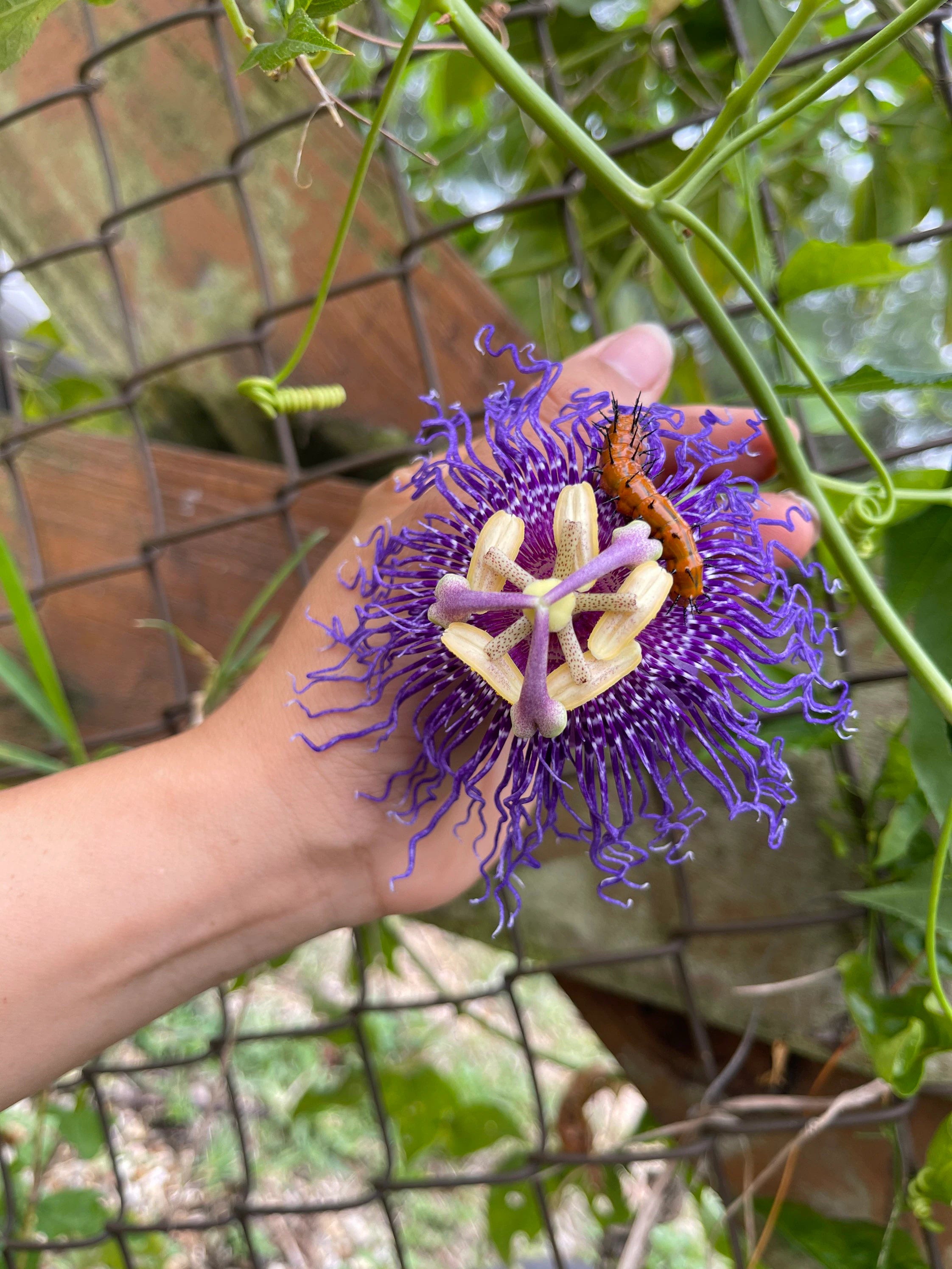 Passiflora Incarnata Seeds - Purple Passion Flower/Maypop, Fast-Growing Perennial Vine, Winter Hardy - 200 Pcs