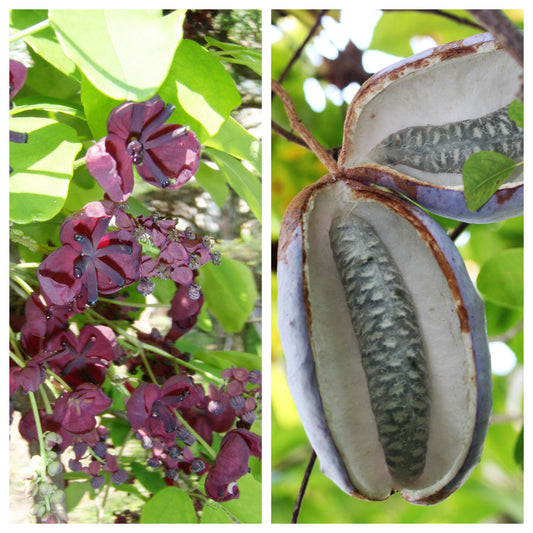 Bulk Chocolate Vine Seeds