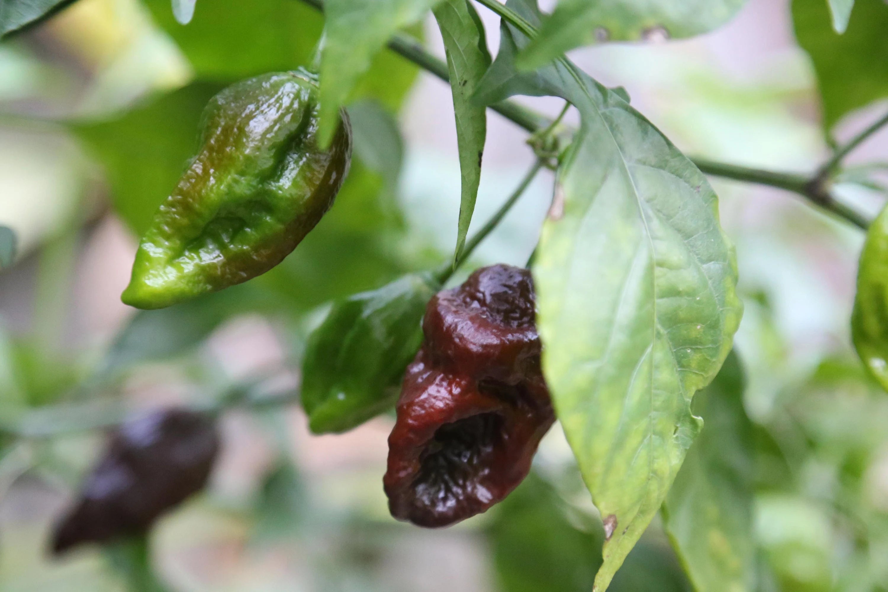 Chocolate Fatalii Pepper Seeds, Rare Heirloom Hot Chilli Seeds, 100 pcs - Vegetable Seeds