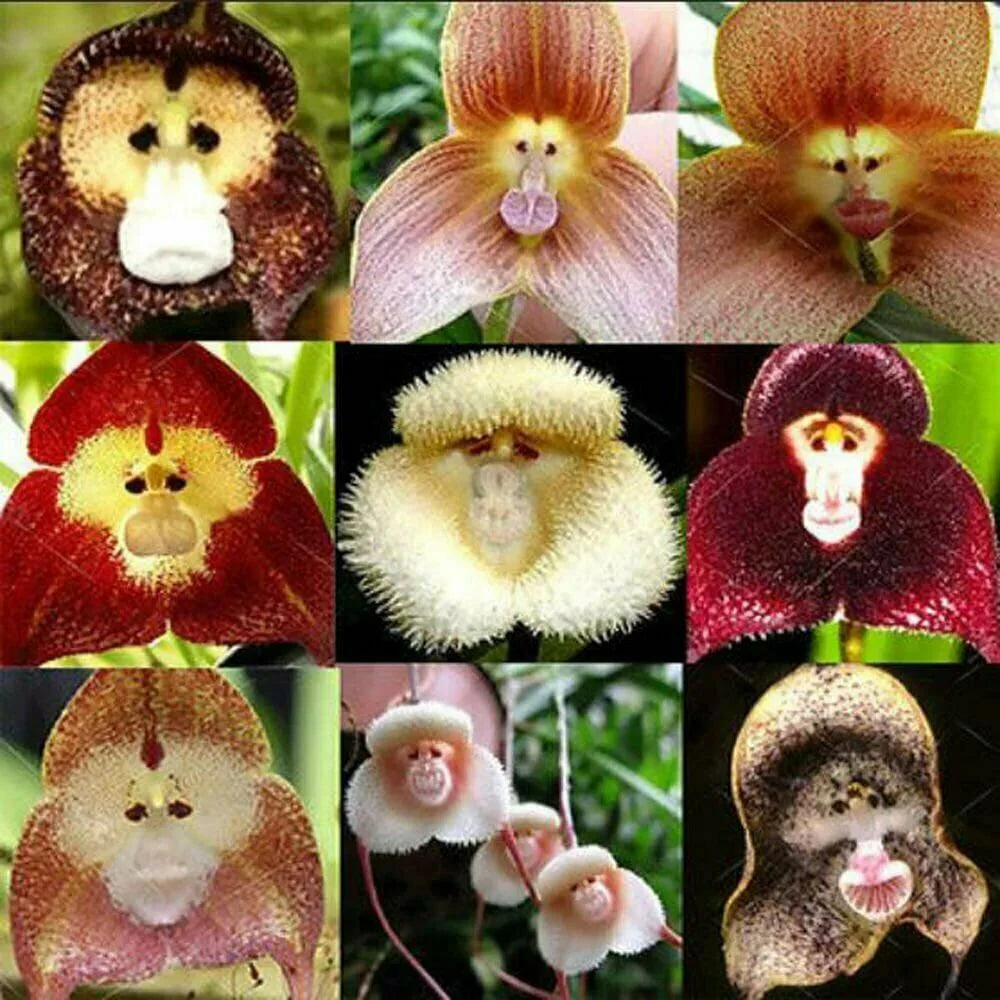 "Monkey Face Orchid Flower Seeds, Planting - 100 pcs" - Flower seeds