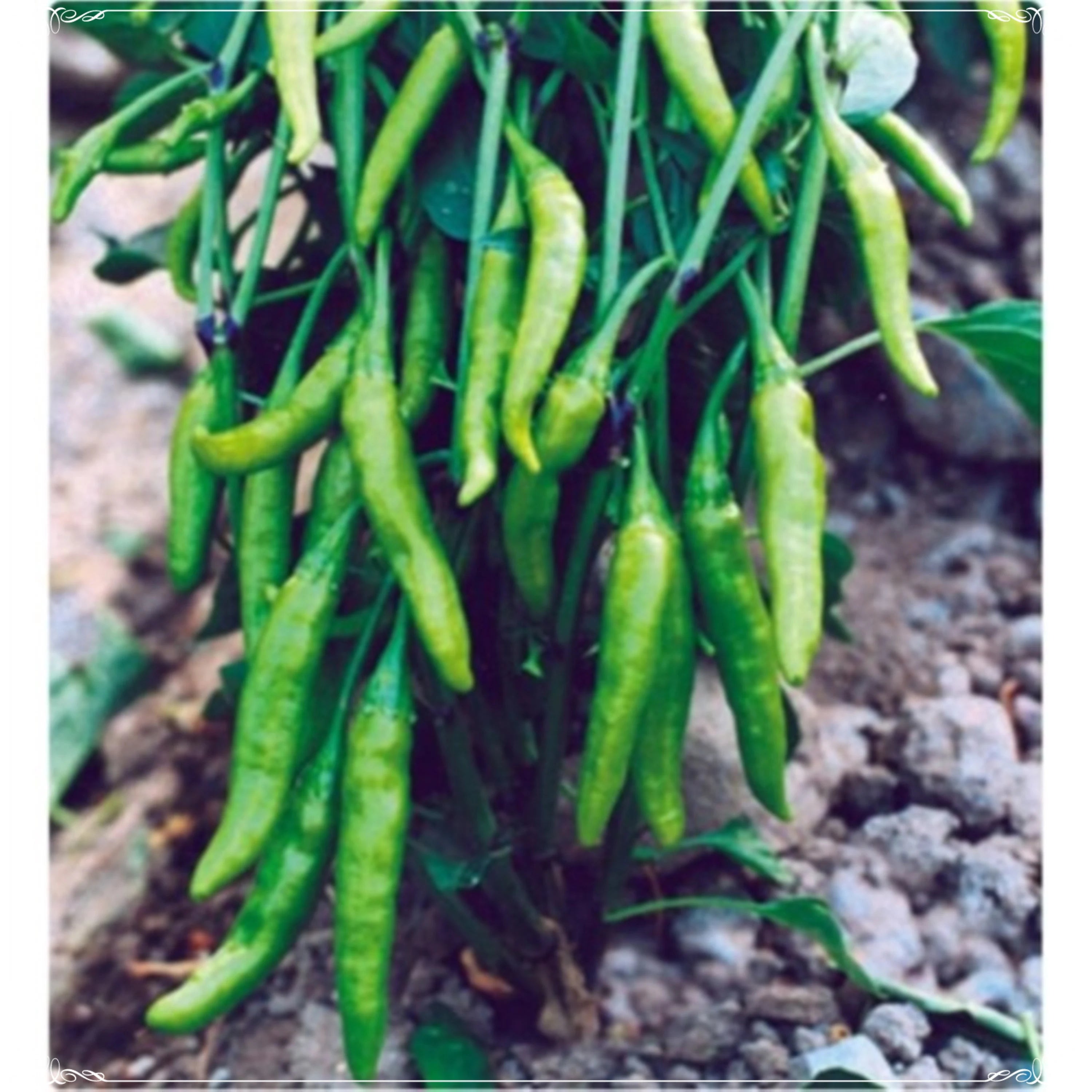 CHILLI SEEDS HOT JWALA PARIKSHA HYBRID - Premium Seeds for Successful Planting, High-Yield & Spicy Harvest