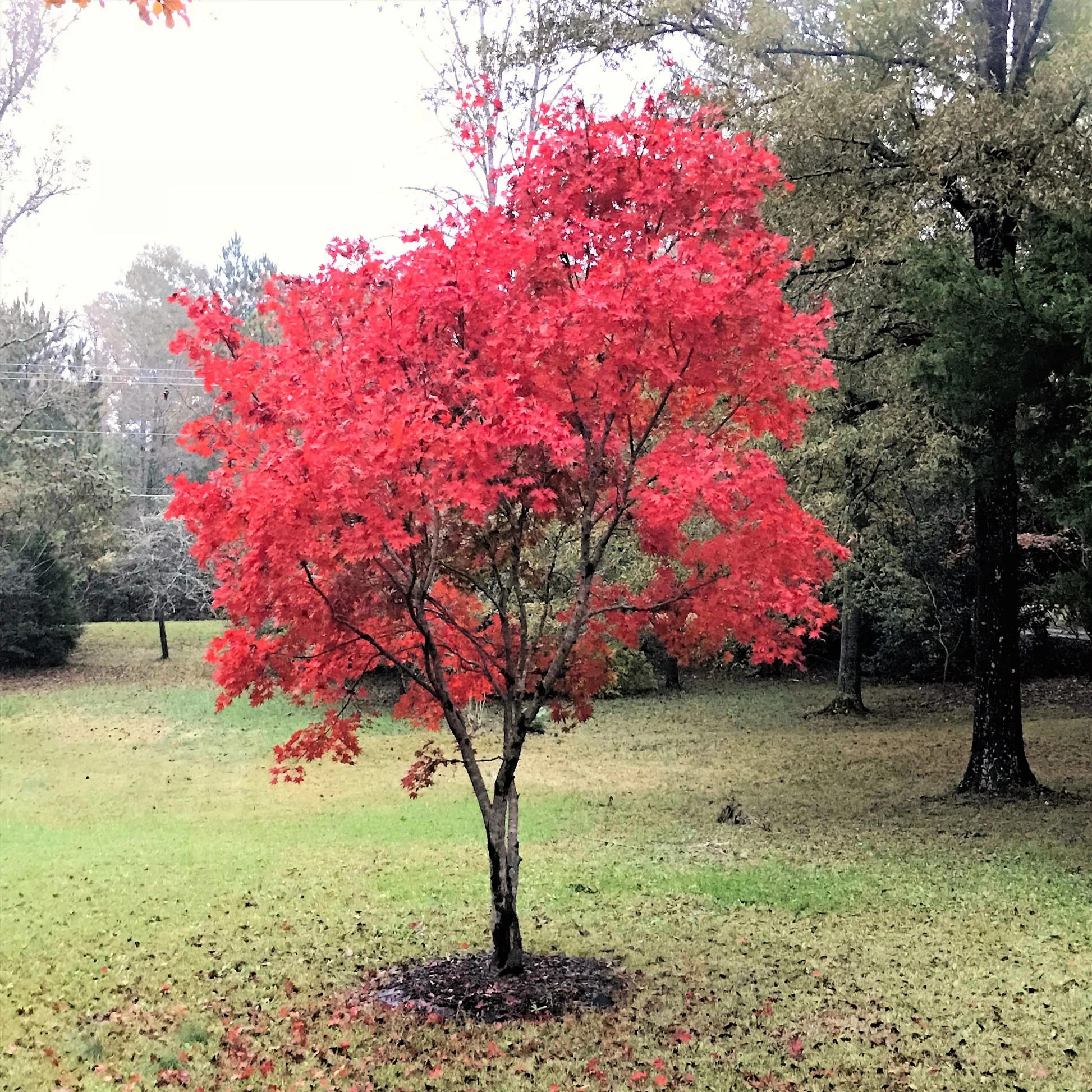 Rote japanische Ahornsamen zum Anpflanzen – Hochwertige Gartensamen für leuchtend rotes Laub und elegante Landschaftsgestaltung