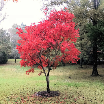 Red Japanese Maple Tree Seeds for Planting - Premium Quality Gardening Seeds for Vibrant Red Foliage and Elegant Landscaping