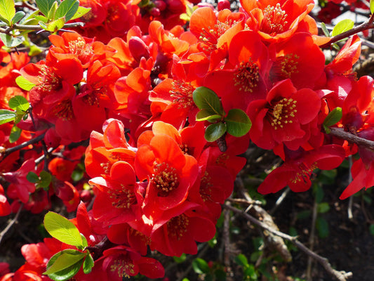 Red Flowering Dwarf Quince Seeds