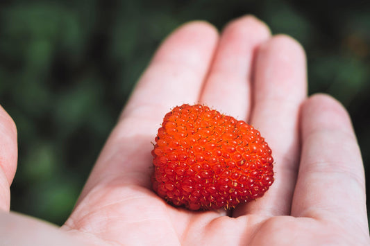 Australian Raspberry Fruit Seeds