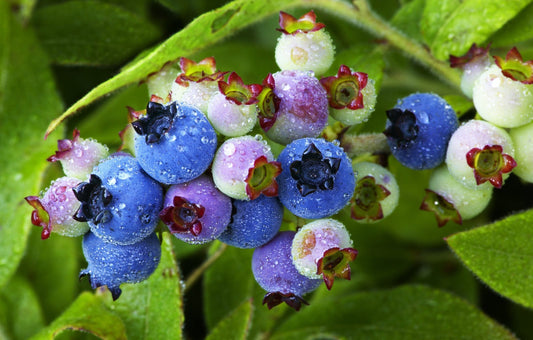 Lowbush Blueberry Shrub Seeds