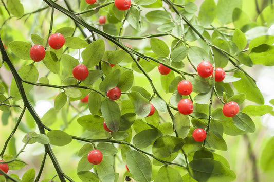 Red Huckleberry Fruit Seeds