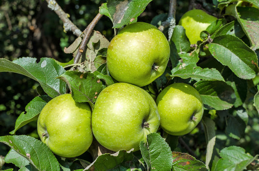 Antonovka Apple Tree Seeds