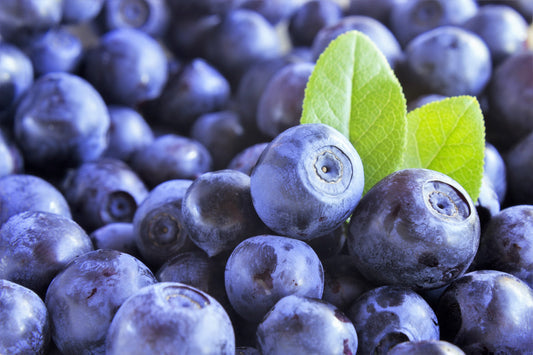 Dwarf Bilberry Shrub Seeds