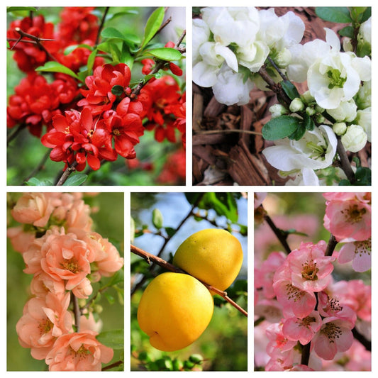 Flowering Quince Fruit Seeds