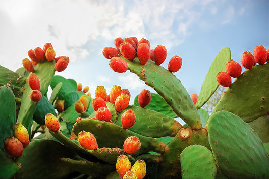 Orange Prickly Pear Cactus Seeds