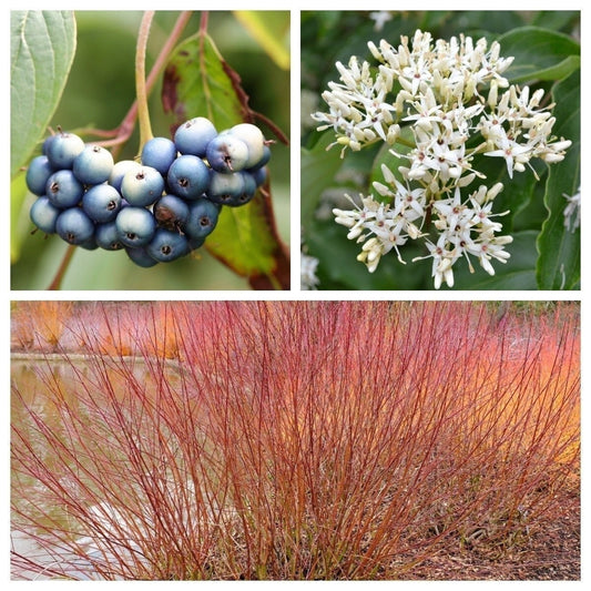 Silky Dogwood Shrub (Cornus amomum syn. Coerulea) – White Flower & Silver-Blue Berry Seeds (Kinnikinnik, Red Willow)