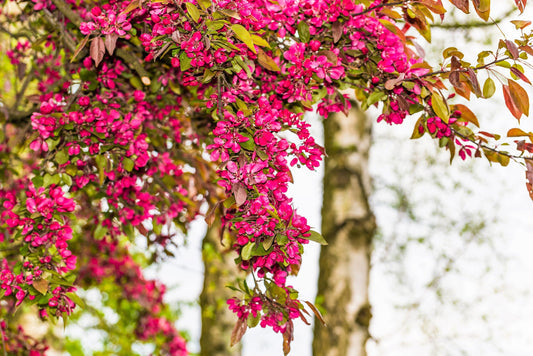 Red Flowering Currant Fruit Seeds