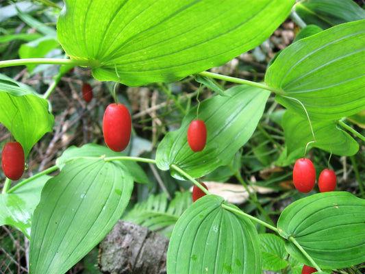 Watermelon Berry Seeds