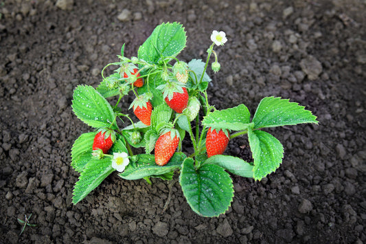 Rügen Strawberry Everbearing Seeds