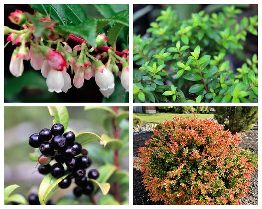 California Evergreen Huckleberry Fruit Seeds