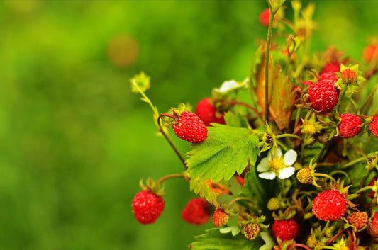 Alexandria Strawberry Seeds