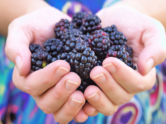 Whitebark Black Raspberry Fruit Seeds