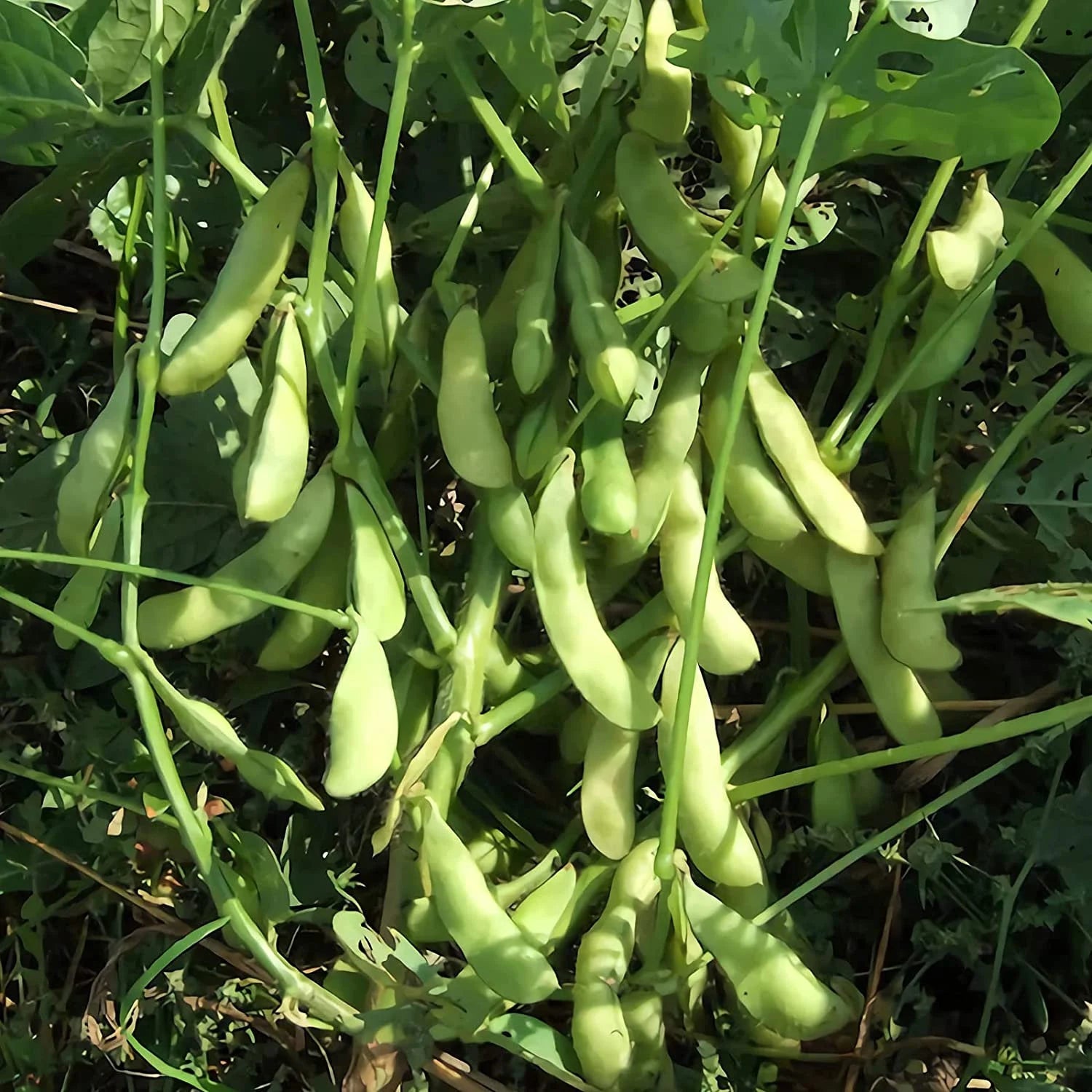 Midori Giant Edamame Soybean Seeds for Planting - 100 pcs - Vegetable Seeds