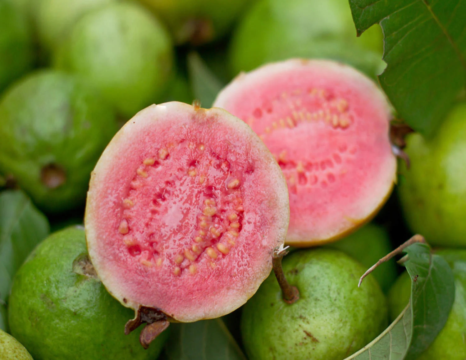 Taiwan Pink (Ruby Supreme) Guava Seeds – Sweet & Juicy Tropical Fruit for Planting