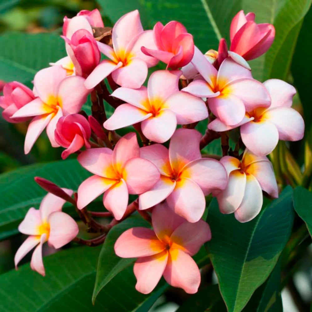 Mixed Colors Plumeria Rubra Frangipani Seeds - 25 Pieces