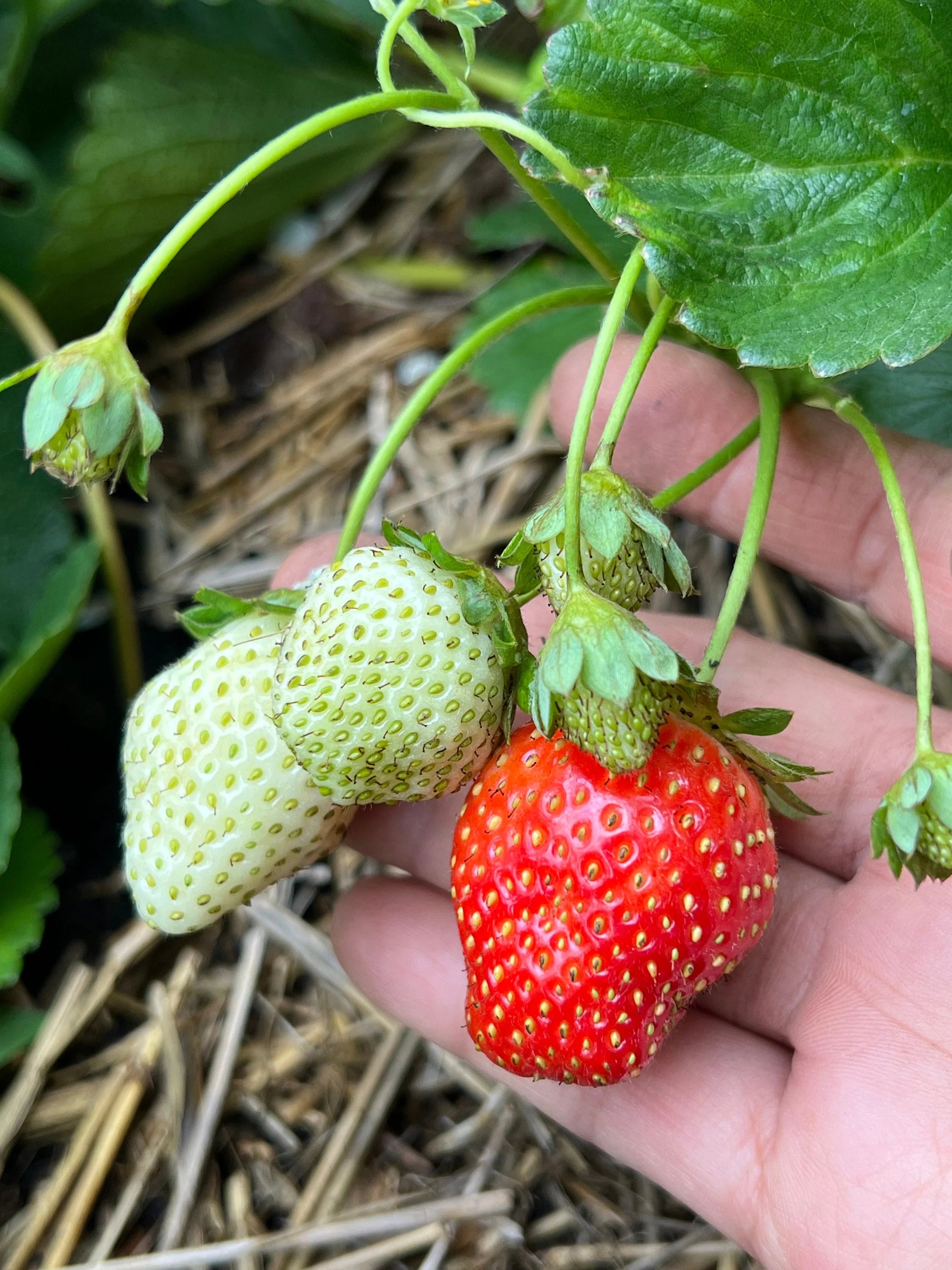 Ogallala Strawberry Seeds for Planting – Everbearing, Hardy & Sweet Berries