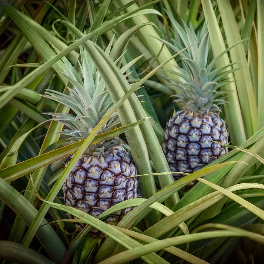 White Jade Pineapple Seeds for Planting – Grow Sweet & Low-Acid Tropical Pineapple