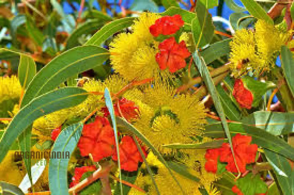 Illyarrie Red Cap Gum Wildflower Seeds For Gardening Enthusiasts - Premium Quality