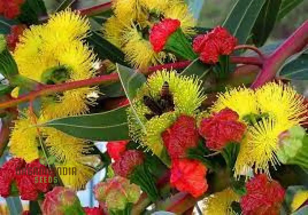 Illyarrie Red Cap Gum Wildflower Seeds For Gardening Enthusiasts - Premium Quality