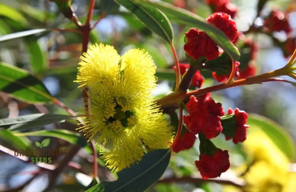 Illyarrie Red Cap Gum Wildflower Seeds For Gardening Enthusiasts - Premium Quality