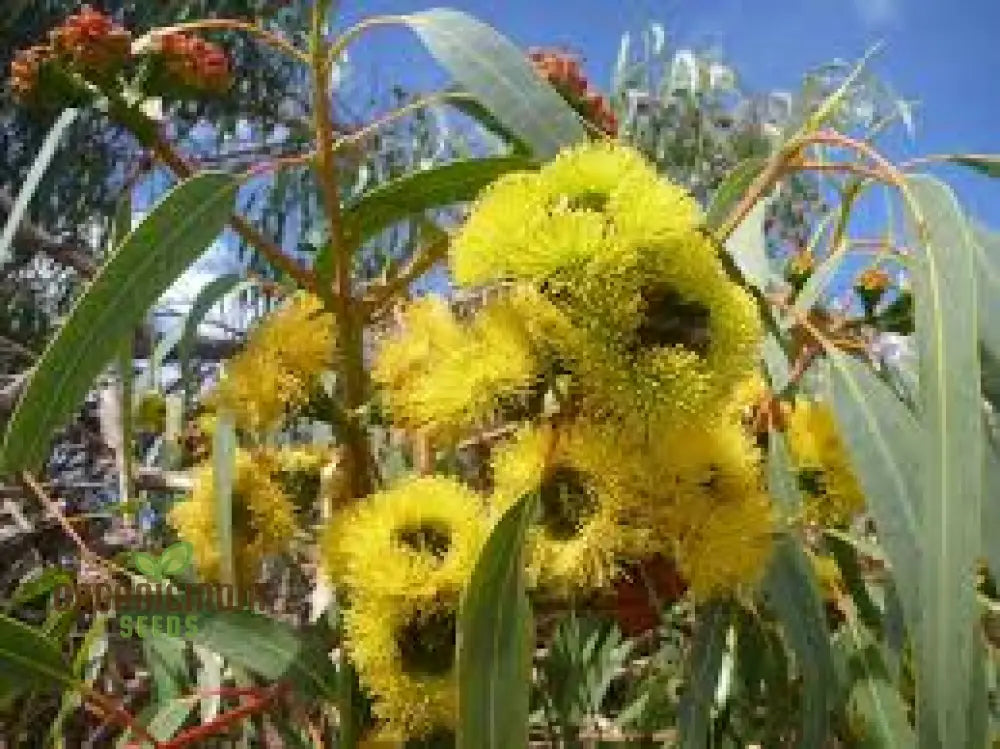 Illyarrie Red Cap Gum Wildflower Seeds For Gardening Enthusiasts - Premium Quality