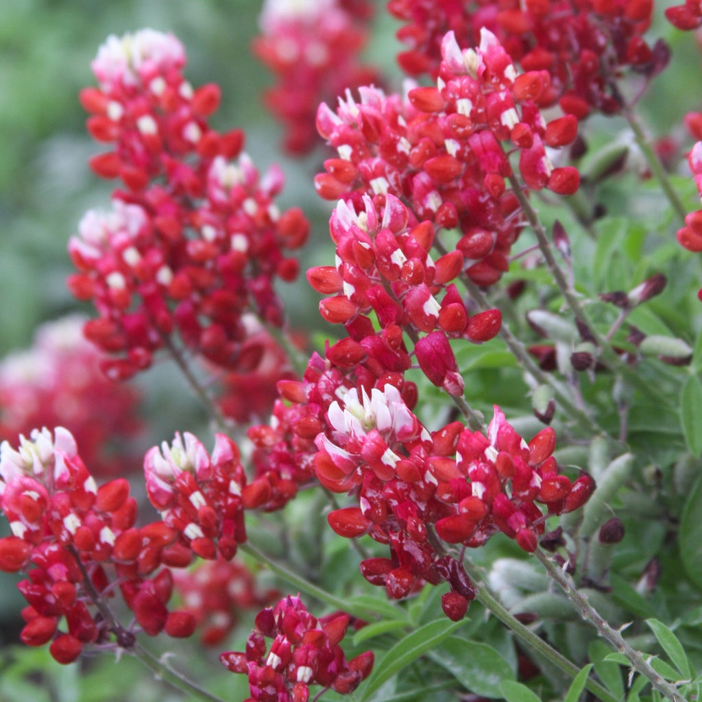 Maroon Red Texas Bluebonnet Seeds - Planting - 100 pcs - Flower seeds