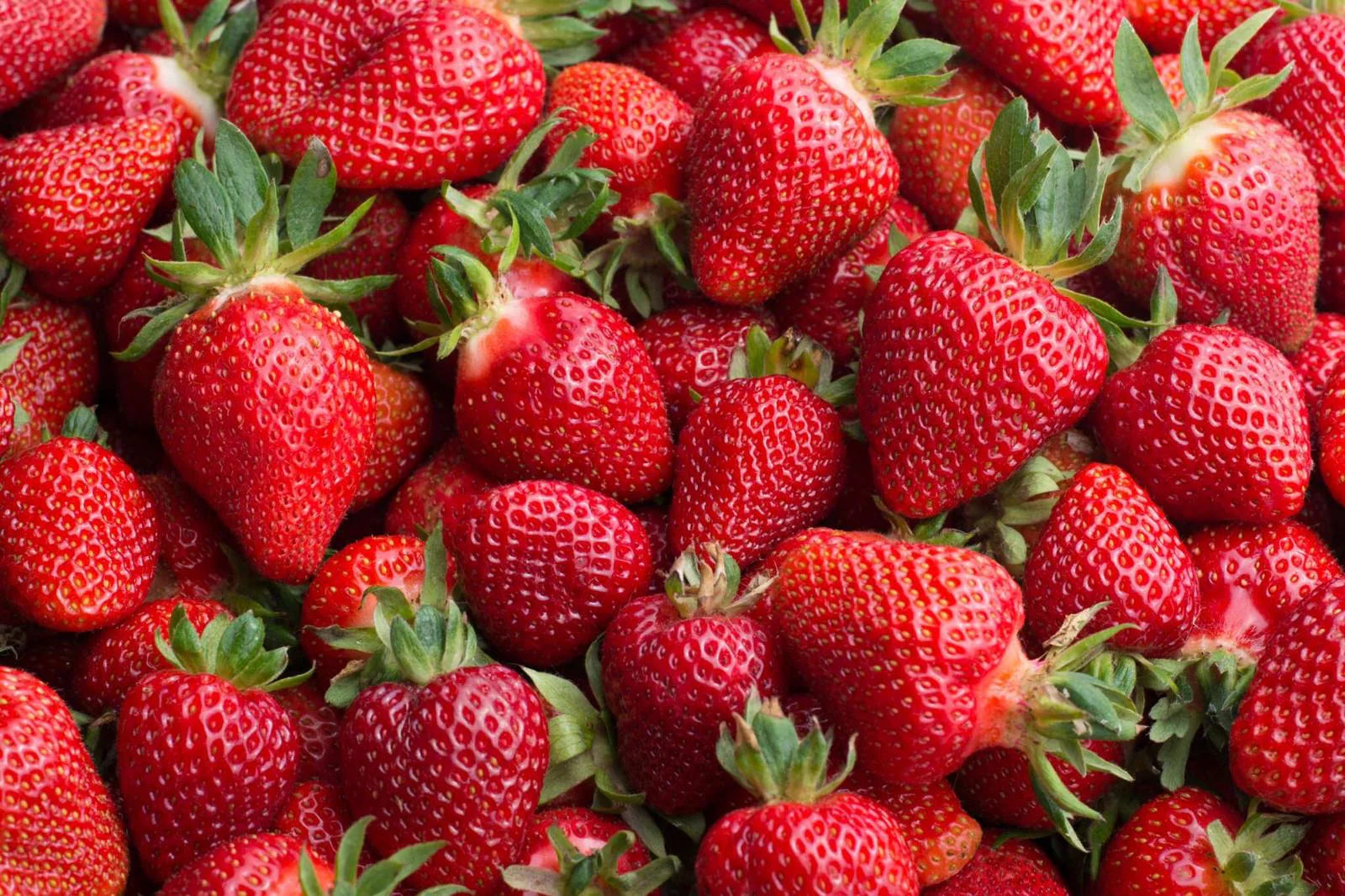 Monterey Strawberry Seeds for Planting – Everbearing, Sweet & High-Yield Berries