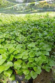 Graines de gingembre sauvage canadien | Asarum Canadense | Graines d'herbes vivaces au feuillage attrayant | Couvre-sol à croissance basse pour les jardins | Plantation en extérieur | 25 pièces