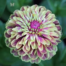 "Rare Variety Heat Tolerant Zinnia Seeds, Planting - 100 pcs" - Flower seeds