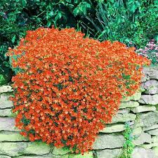 Orange Creeping Thyme Seeds - Non-GMO, Perennial, Fragrant & Low Maintenance Herb Seeds for Home Garden 100Pcs