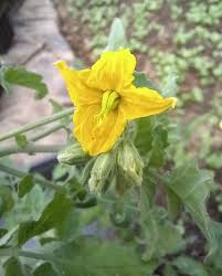 Tomato Peruvianum Seeds for Exceptional Gardening - Buy High-Quality Seeds for Your Garden Today