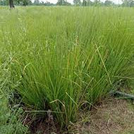 Vetiver Plant Seeds, Fresh, Generic