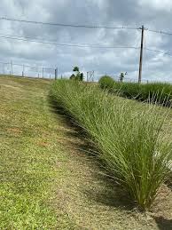 Graines de plantes de vétiver, 80 pièces, fraîches, génériques