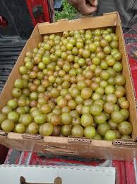 Heirloom Non-GMO Giant Scuppernong Golden Muscadine Seeds (15 Pieces)