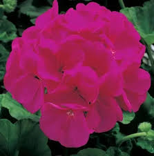 "Geranium Flower Seeds, Planting, 100 pcs" - Flower seeds