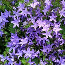 Campanula Poscharskyana Seeds: Enchanting Bluebell Carpet for Your Garden - Hardy Perennial Ground Cover Seeds For Planting