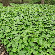 Graines de gingembre sauvage canadien | Asarum Canadense | Graines d'herbes vivaces au feuillage attrayant | Couvre-sol à croissance basse pour les jardins | Plantation en extérieur | 25 pièces