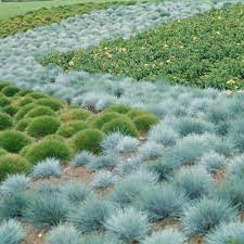 Blue Fescue Ornamental Grass Seeds - Festuca Perennial, Drought Tolerant, Sun or Shade - 50+ Pieces