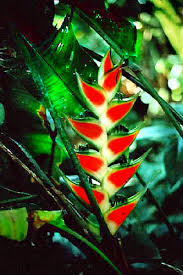 "Heliconia Wagneriana Plant Seeds for Planting - 100 pcs" - Plant Seeds